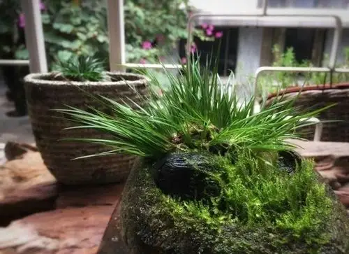 写美篇 摘录了些网上实用的菖蒲养殖时的几个实际问题,仅供参考 水养