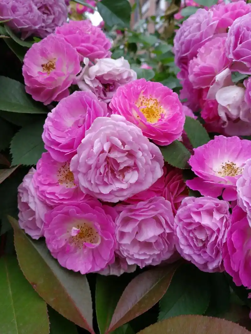 陌上花开绚丽的多花蔷薇