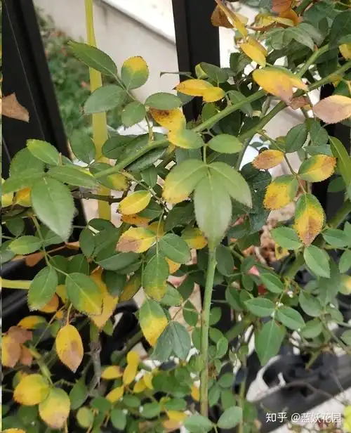 比如遭受到烟煤病的侵染时,月季就可能出现叶尖和叶片边缘发黄焦枯