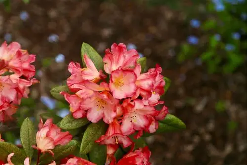 鲜花烂漫的澳洲墨尔本杜鹃花公园宛如仙境一般,美醉了