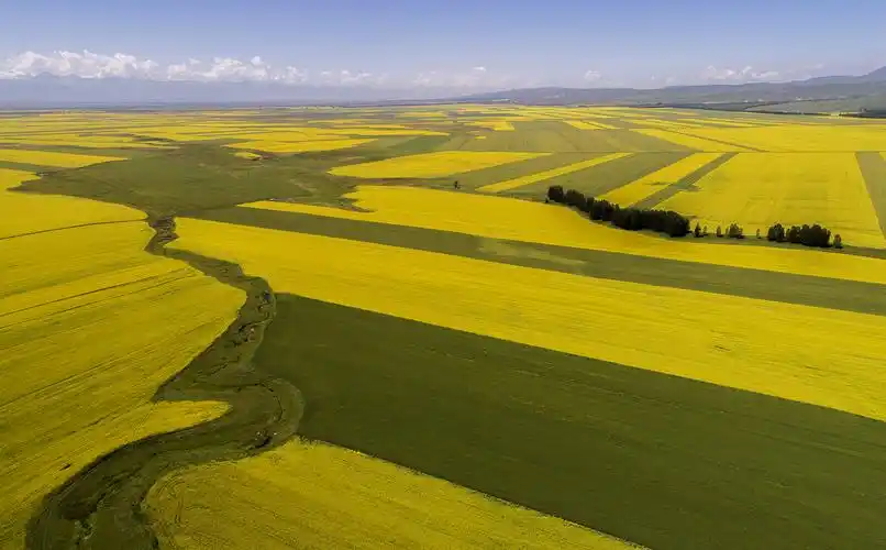 七月的昭苏,多彩的世界