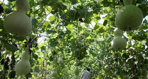 山西中年农民种植葫芦长到15米长并做出艺术创作