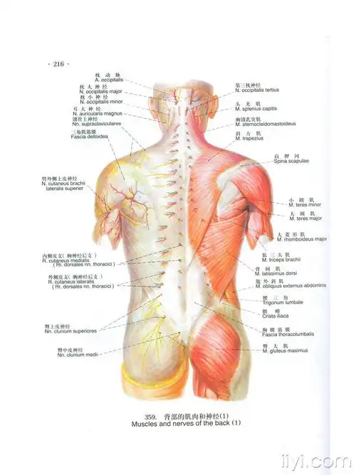 经经络神经可以理解为经络但并不等于经络