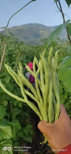 无筋四季豆 高海拔露天种植,150亩,现以大量上市.