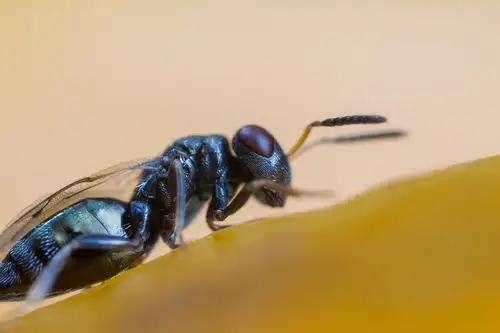 赣南脐橙里的寄生蜂(4~5x放大,原大2mm)