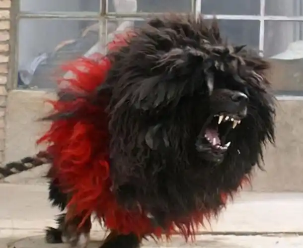 青狼藏獒藏獒多少钱一只