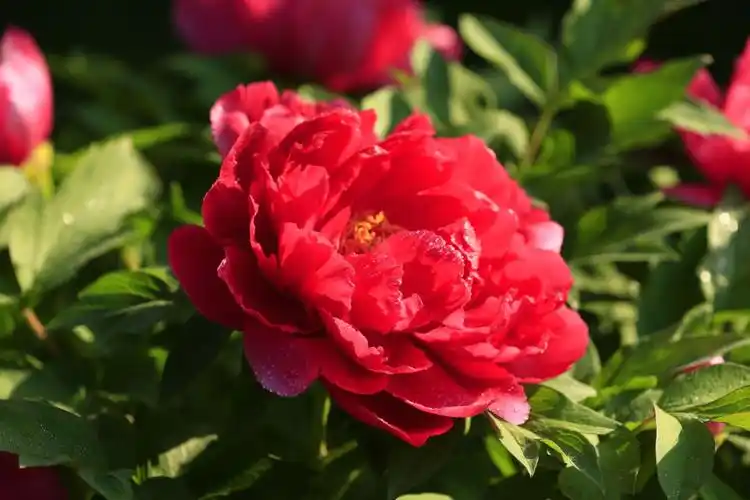 好一朵美丽的牡丹花