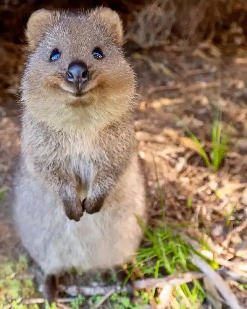 超可爱的短尾矮袋鼠