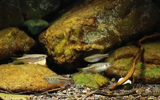 分享十二种不用加热棒也能养的观赏鱼,今后不要只知道买热带鱼了