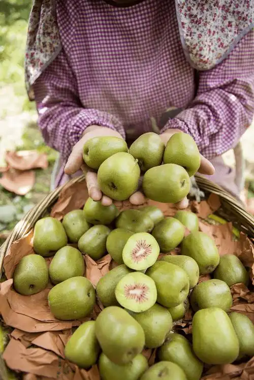 果型_乐业县_销售