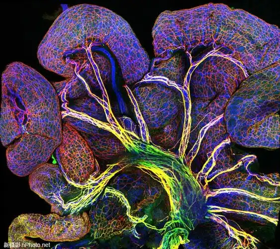 2019年尼康微观世界摄影大赛获奖作品欣赏