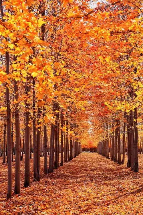 这片枫林好壮观,美得真是不多见