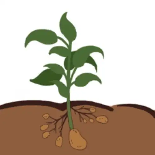 歌山幼教联盟之科学小知识—《好吃的土豆》(小班)