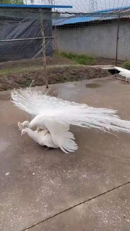 白孔雀竟然是这样求偶的,快来看