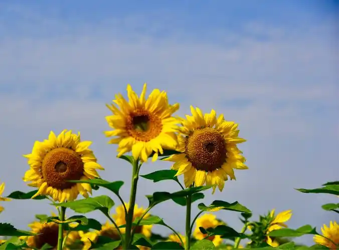 阳光明媚,向日葵美景尽收眼底.2019,10,28摄于森林公园.