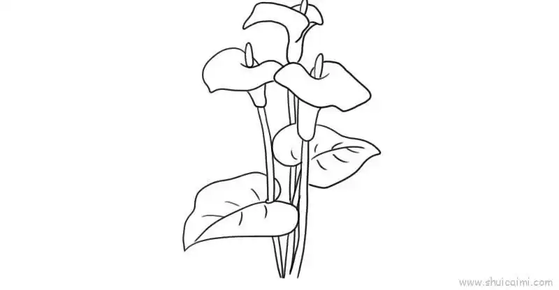 马蹄莲儿童画怎么画 马蹄莲简笔画好看
