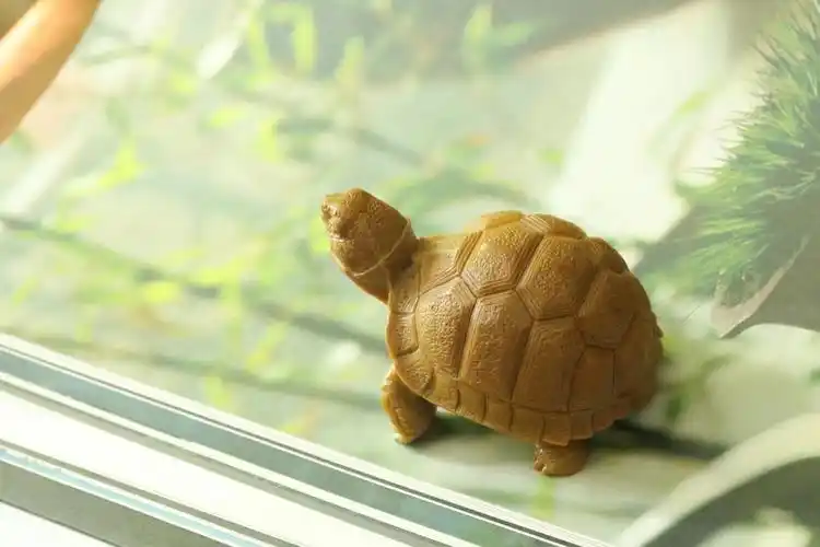 寿山石苏卡达幼龟