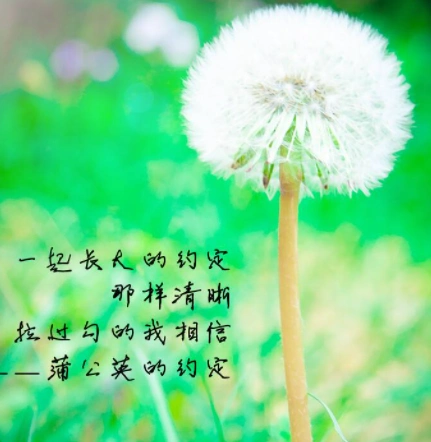 歌曲蒲公英的约定