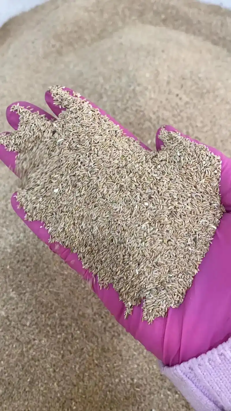 西宁草籽供应商,进口草坪种子,护坡草种,绿化草籽,复绿种子, - 抖音