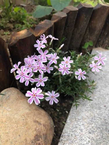 芝樱花苗地被丛生福禄考多年生花期长荐新款八品园艺花圃草本花卉