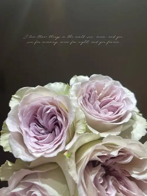 巴黎圣母院单头玫瑰