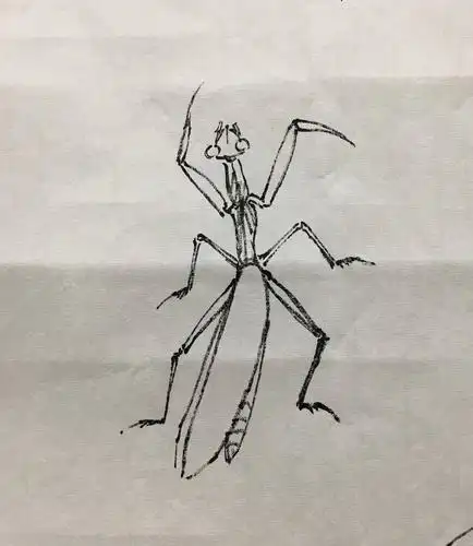 螳螂的动态结构④:正面的