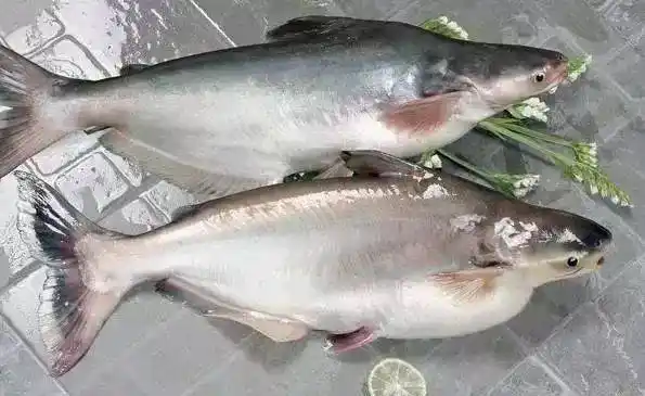 无锡港巴沙鱼进口代理清关公司