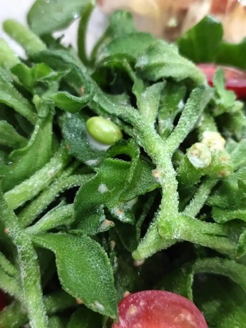 做法也简单 冰菜要用 一定要用凉白开水 浸泡下,然后放沙拉 或者哟鬃