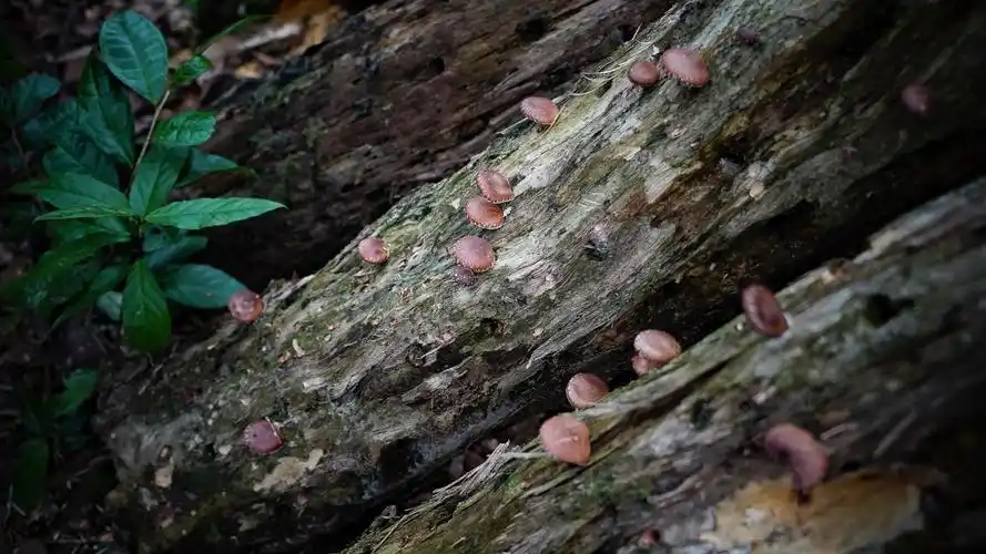 大山里 野香菇彩排春天的序曲