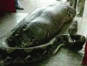 巨蟒吞了一个人