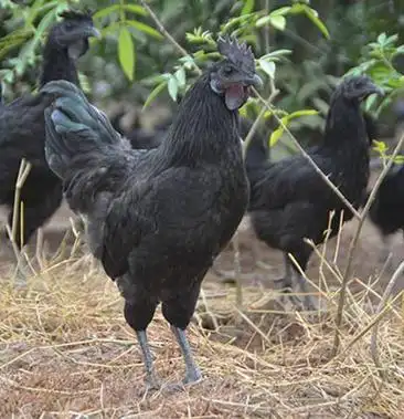 [土鸡批发]97广西桂林桂香源山水五黑鸡 散养纯