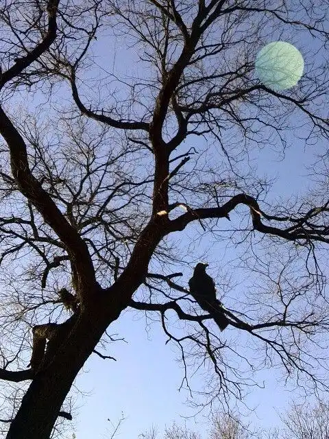 傍晚时照的一棵树,月亮和乌鸦是加上去的.