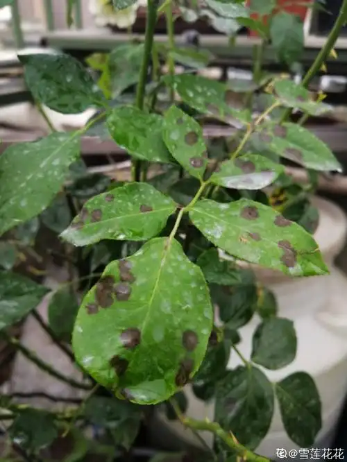 月季得了黑腐病,全株都枯萎,赶紧预防!