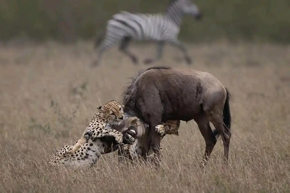 两只猎豹捕猎角马!#百度创作灵感中心