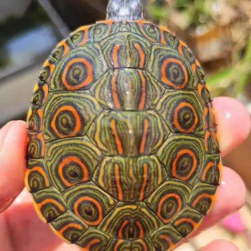 甜甜圈深水鱼缸混养大河乌龟活体宠物观赏网红龟