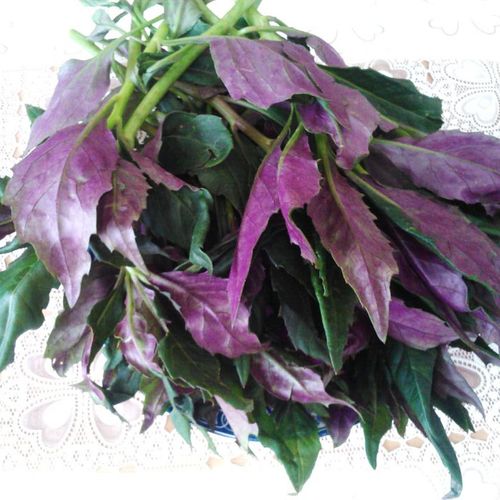 1公斤云南新鲜野菜血皮菜紫背菜欢迎全国蔬菜农家菜选购