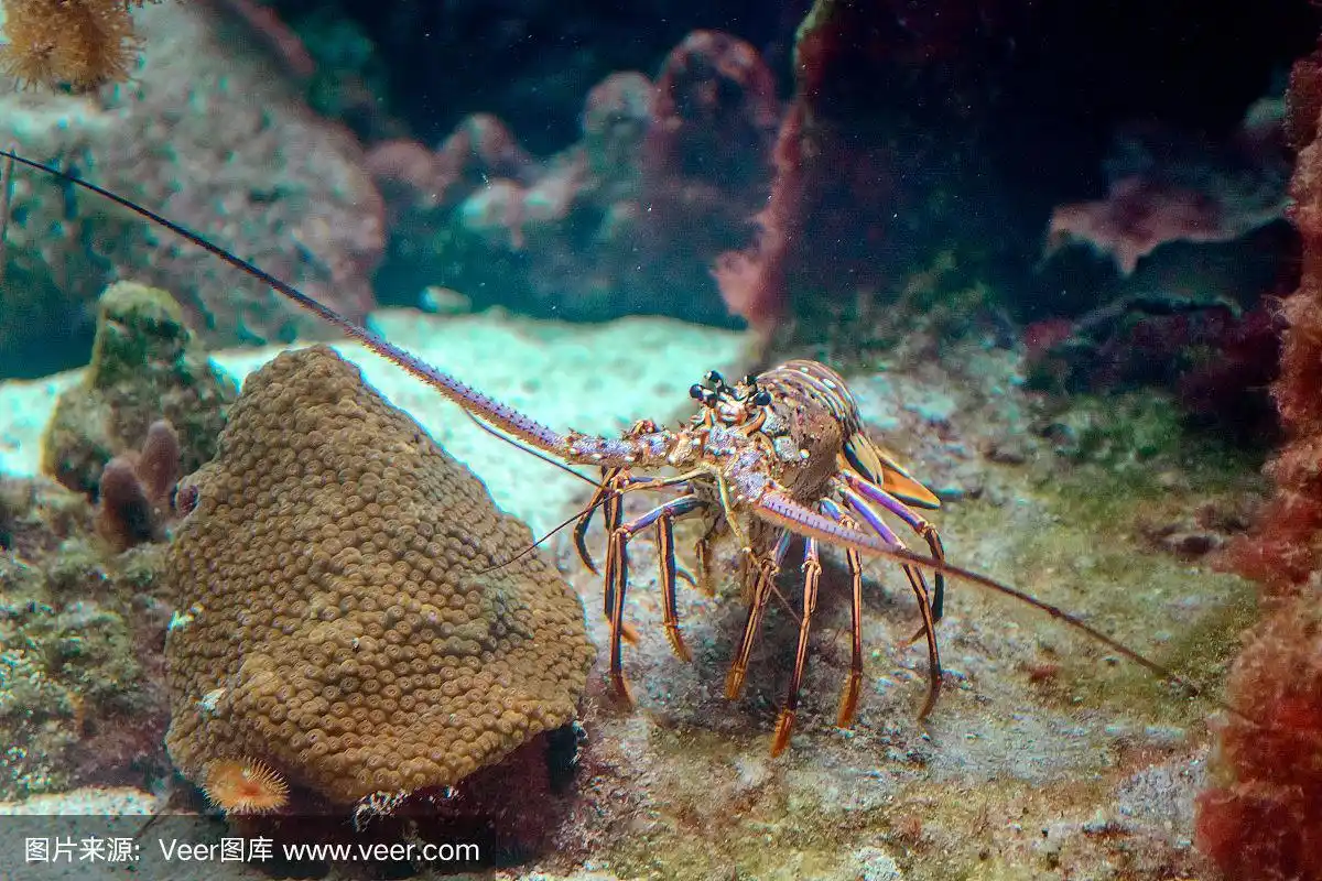 在海底自然栖息地的多刺龙虾的快照.