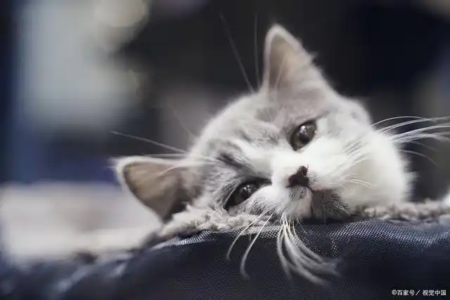 猫咪拉稀了是怎么回事