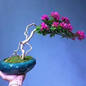 三角梅盆景老树桩造型提根四季开花小桃红进口阳台耐晒阳台庭院