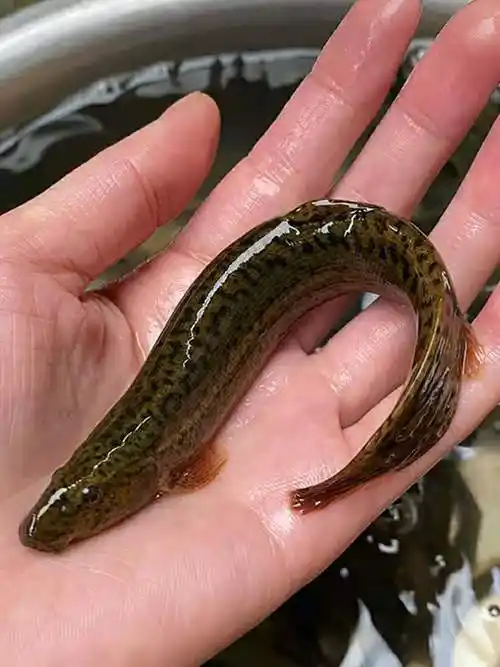 大泥鳅肉食用水产青鳅黄鳅活体喂宠物鲜活新鲜现杀2斤杀好的大泥鳅开