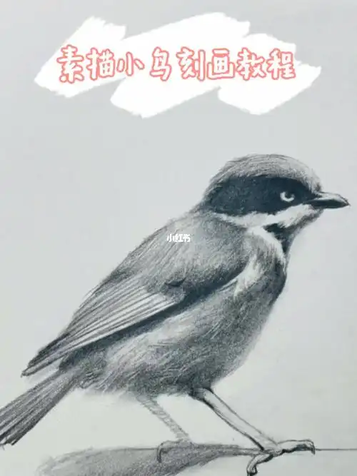 素描入门教程画只小鸟只需这么简单
