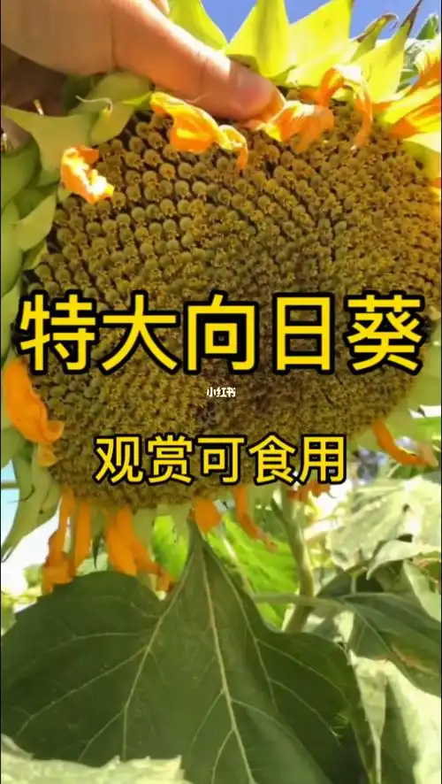 食用向日葵