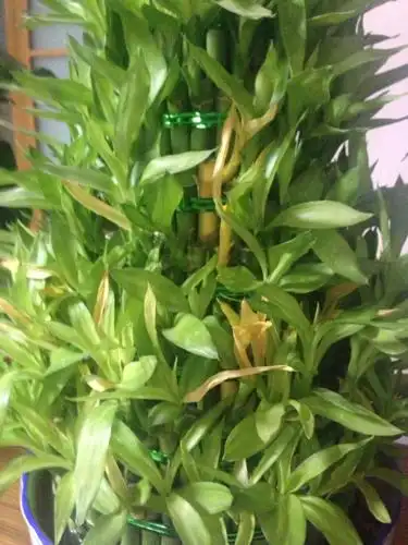 我家泡水里养的富贵竹最近叶子发黄,那个长黄叶子的根也变黄了还有几