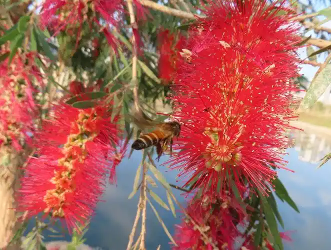 垂枝红千层(俗称:瓶刷子树)