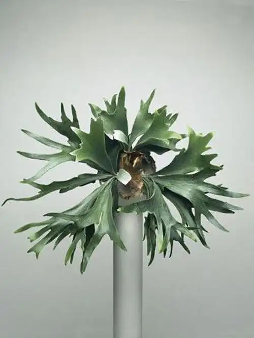 植物秘境|不容错过的森系精灵-鹿角蕨