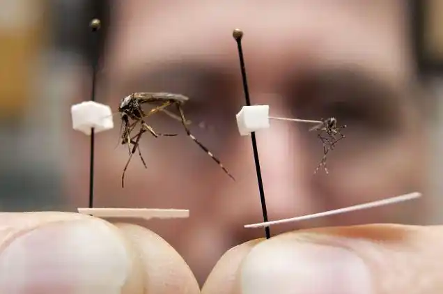 美现超级"吸血鬼"巨蚊 有普通蚊子20倍大(组图)