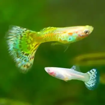 鱼官儿 银河马赛克孔雀鱼 一对