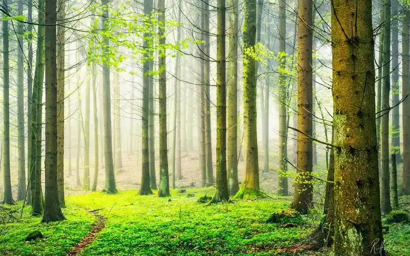 首页 自然和风景 春天 瑞士春天自然森林风光 壁纸 瑞士春天自然森林