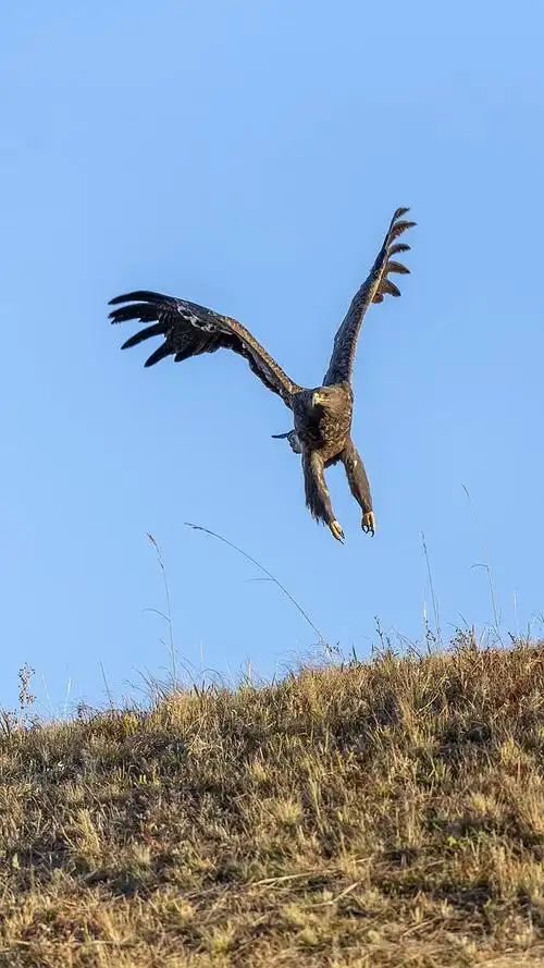 草原雄鹰