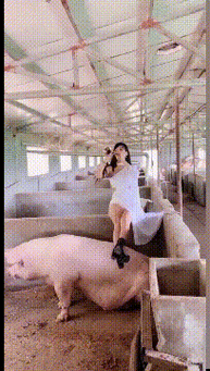 爆笑时刻:美女你对猪吹唢呐,它能听懂吗?